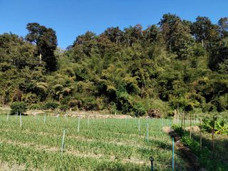 For sale land in Chiang Dao, Chiang Mai