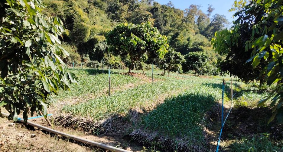 For sale land in Chiang Dao, Chiang Mai