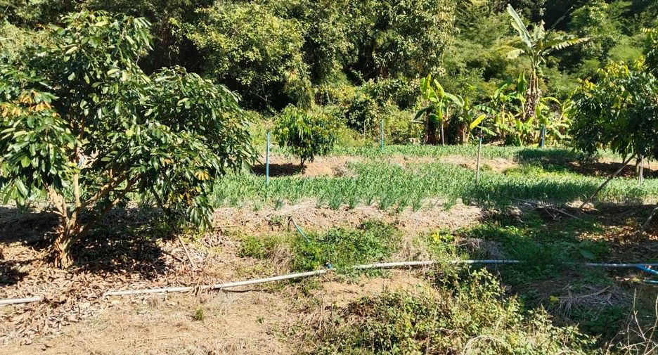For sale land in Chiang Dao, Chiang Mai