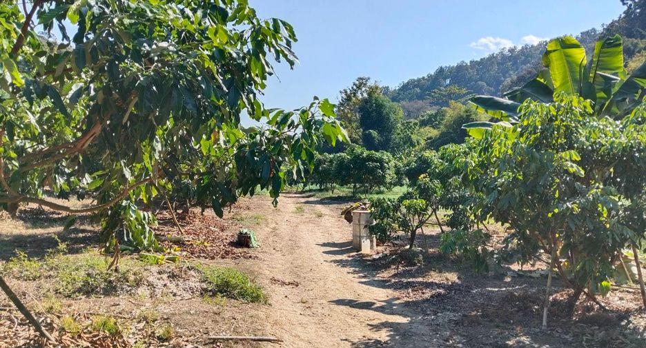 For sale land in Chiang Dao, Chiang Mai