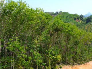 For rent land in Takua Thung, Phang Nga