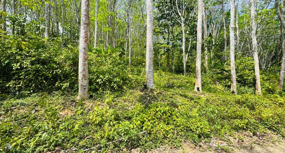 ให้เช่า ที่ดิน ใน ตะกั่วทุ่ง, พังงา