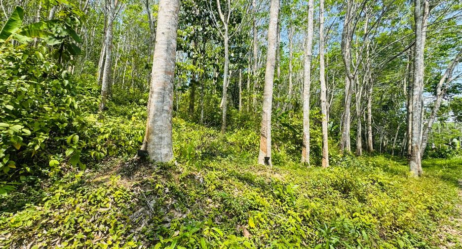 ให้เช่า ที่ดิน ใน ตะกั่วทุ่ง, พังงา