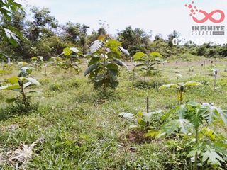 For sale land in Thoen, Lampang