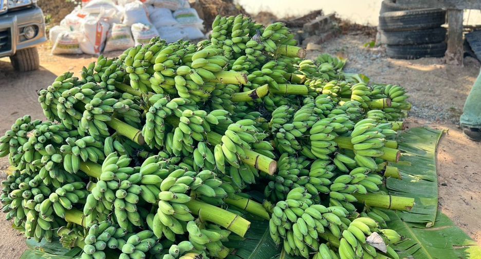 Terreno en venta en Si Satchanalai, Sukhothai