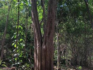 For sale land in Mueang Phitsanulok, Phitsanulok