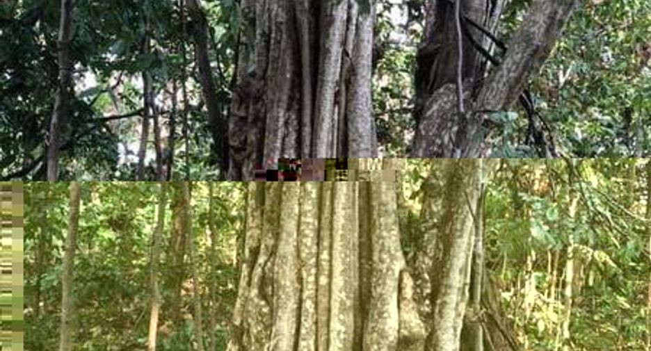 For sale land in Mueang Phitsanulok, Phitsanulok