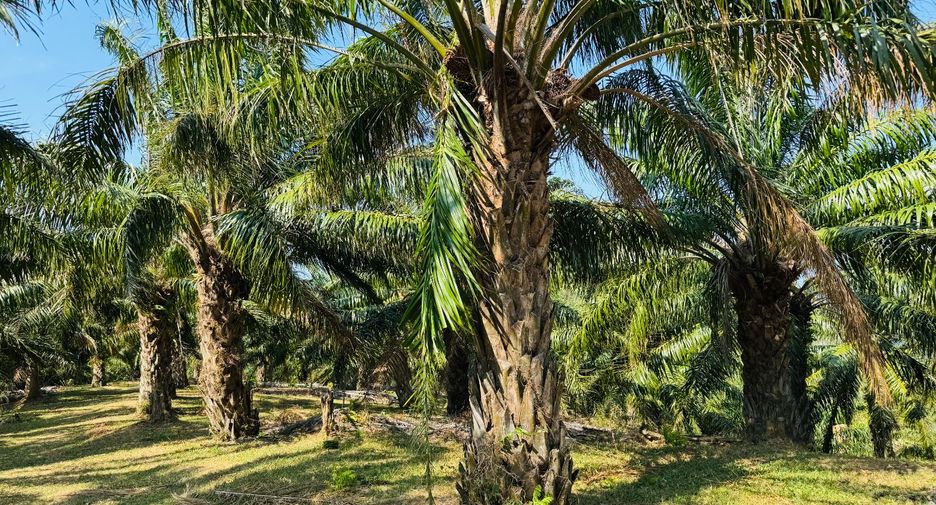 Grundstück zum Kauf in Mueang Phuket, Phuket