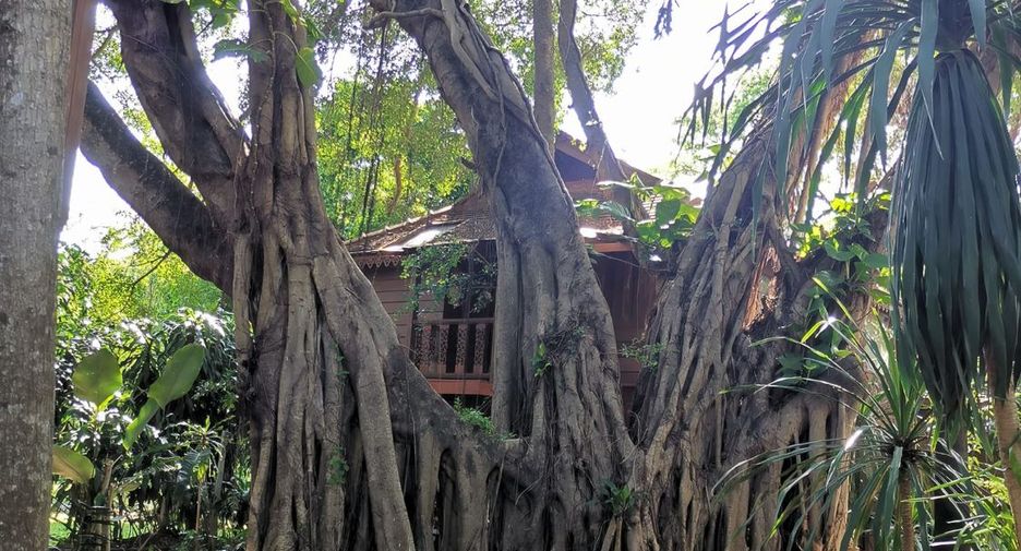 À louer et à vendre 9 chambres hôtel à Mae Rim, Chiang Mai