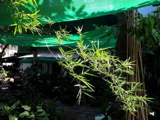 For sale land in Bang Sue, Bangkok
