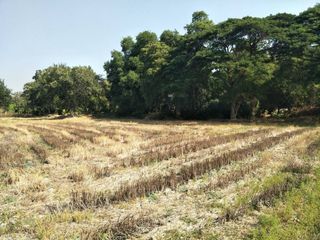 For sale land in Hankha, Chainat