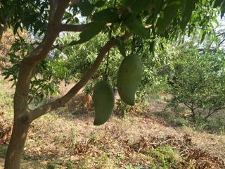 For sale land in Hankha, Chainat