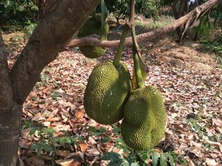 For sale land in Hankha, Chainat
