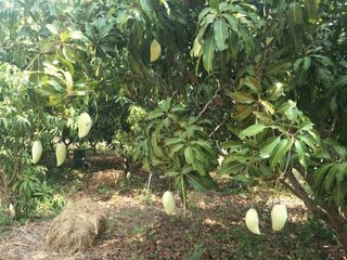 For sale land in Hankha, Chainat