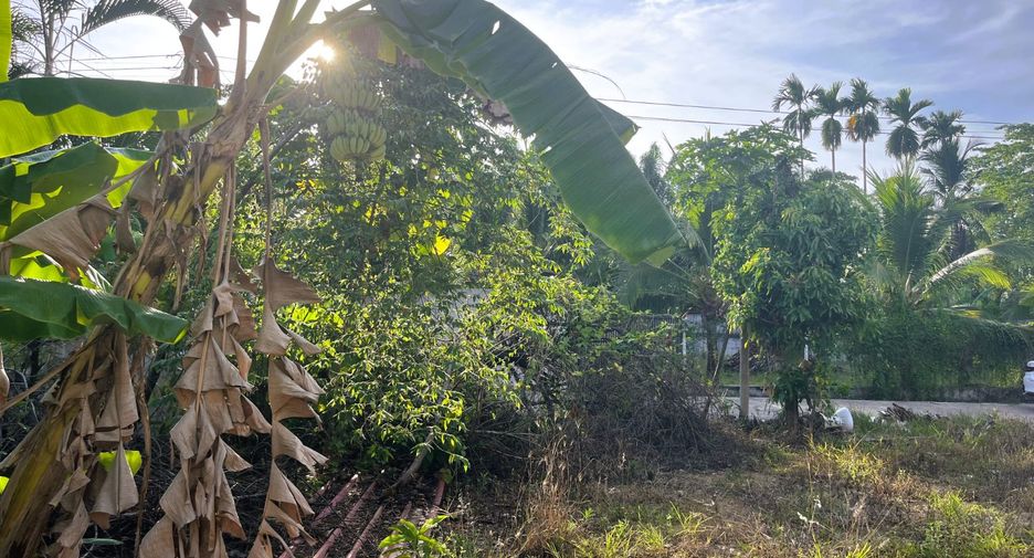 出售 土地 在 Takua Thung, Phangnga
