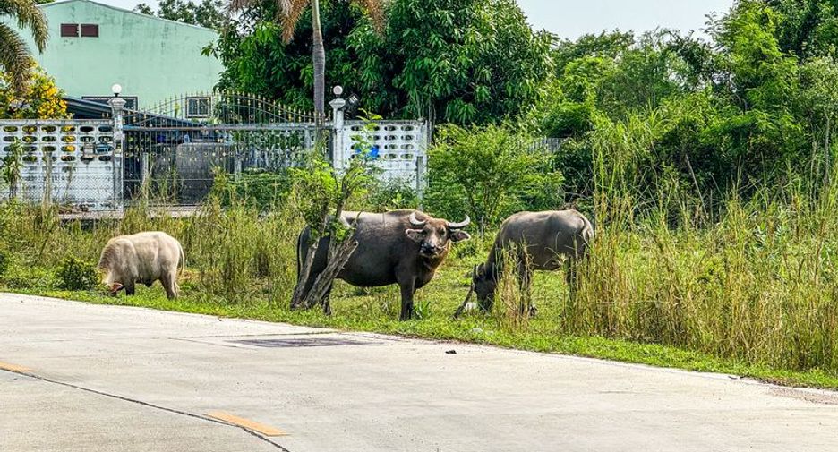 出售 土地 在 Mueang Chon Buri, Chon Buri