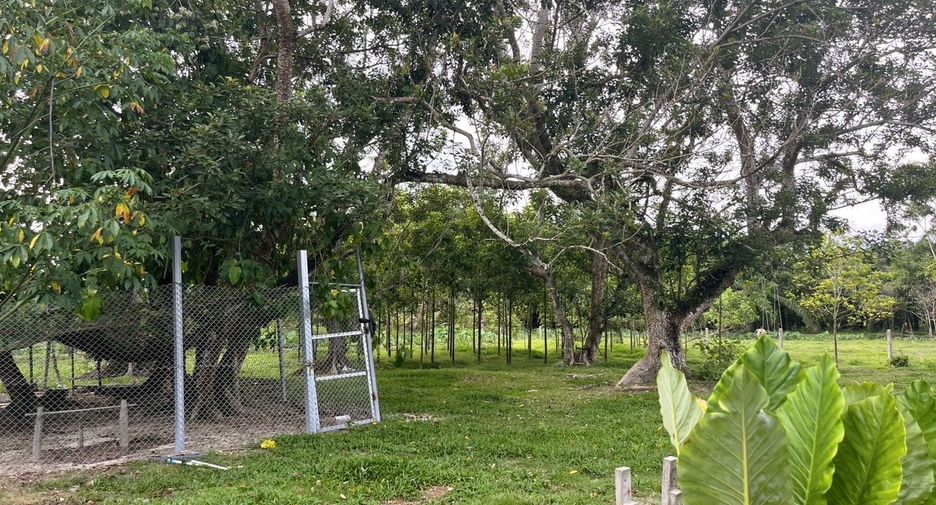 For sale land in Takua Thung, Phang Nga
