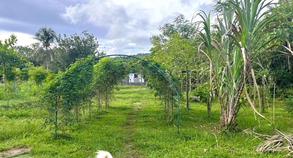 For sale land in Takua Thung, Phang Nga