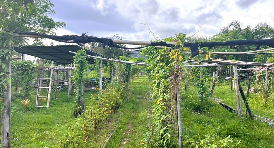 For sale land in Takua Thung, Phang Nga
