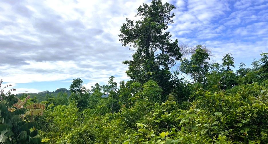 À vendre terrain à Takua Thung, Phang Nga