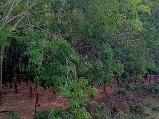 For sale land in Nikhom Phatthana, Rayong
