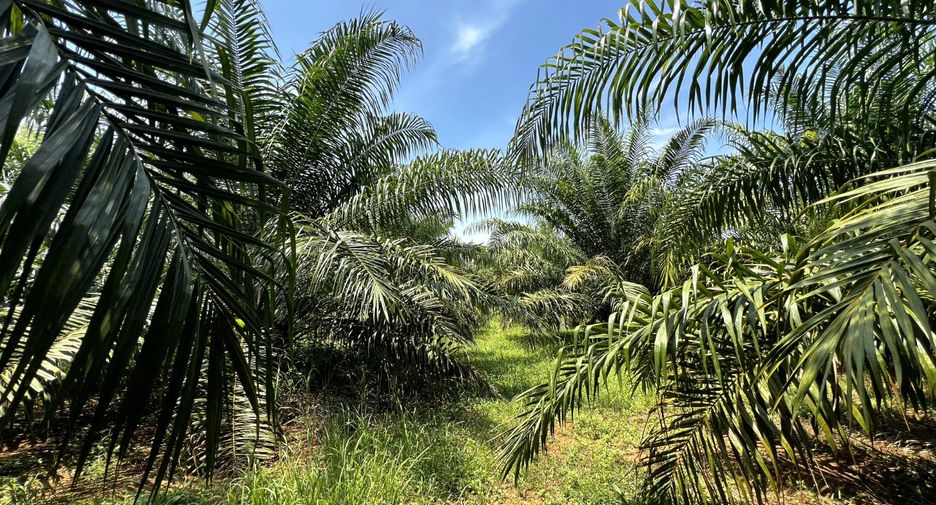 出售 土地 在 Mueang Krabi, Krabi