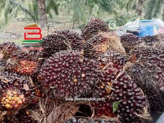 For sale land in Na Di, Prachin Buri