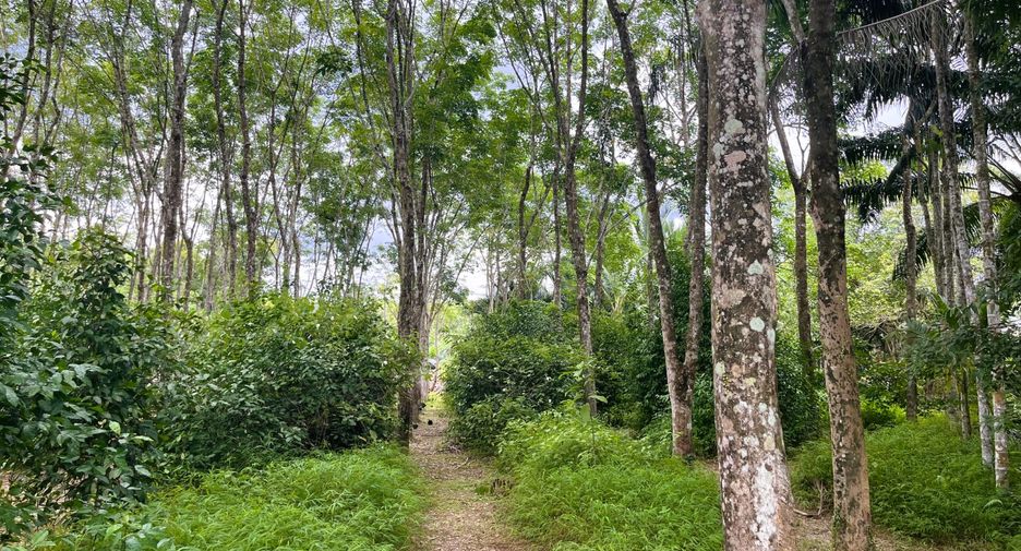 For sale land in Takua Thung, Phang Nga