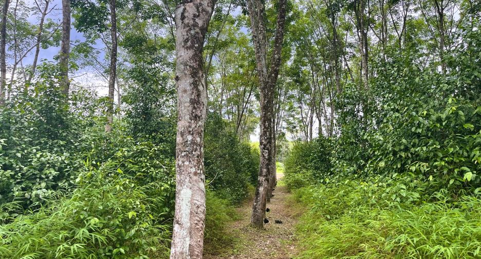 For sale land in Takua Thung, Phang Nga