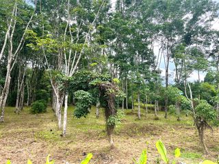 For sale land in Takua Thung, Phang Nga