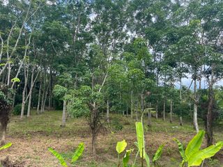 For sale land in Takua Thung, Phang Nga