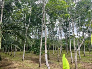 For sale land in Takua Thung, Phang Nga