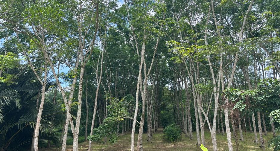 For sale land in Takua Thung, Phang Nga