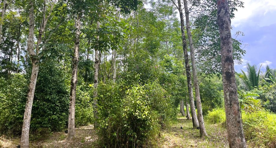 For sale land in Takua Thung, Phang Nga