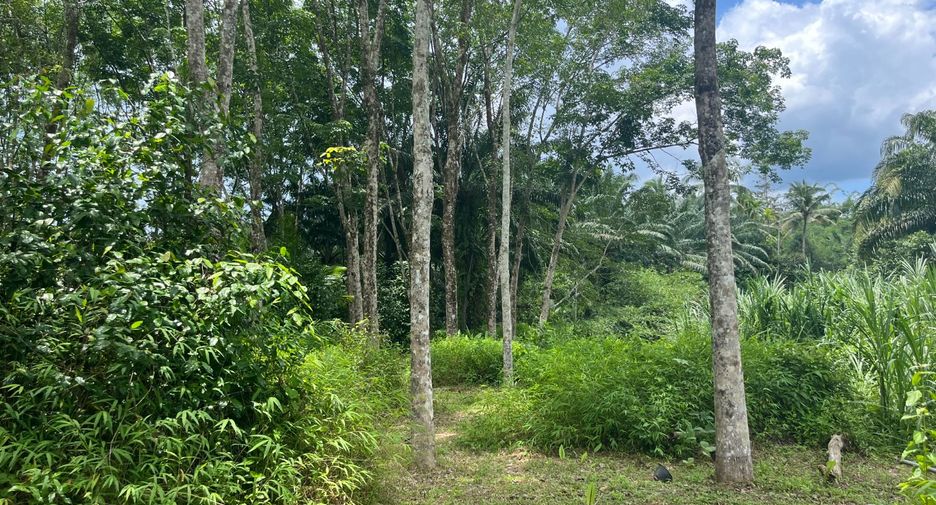 For sale land in Takua Thung, Phang Nga