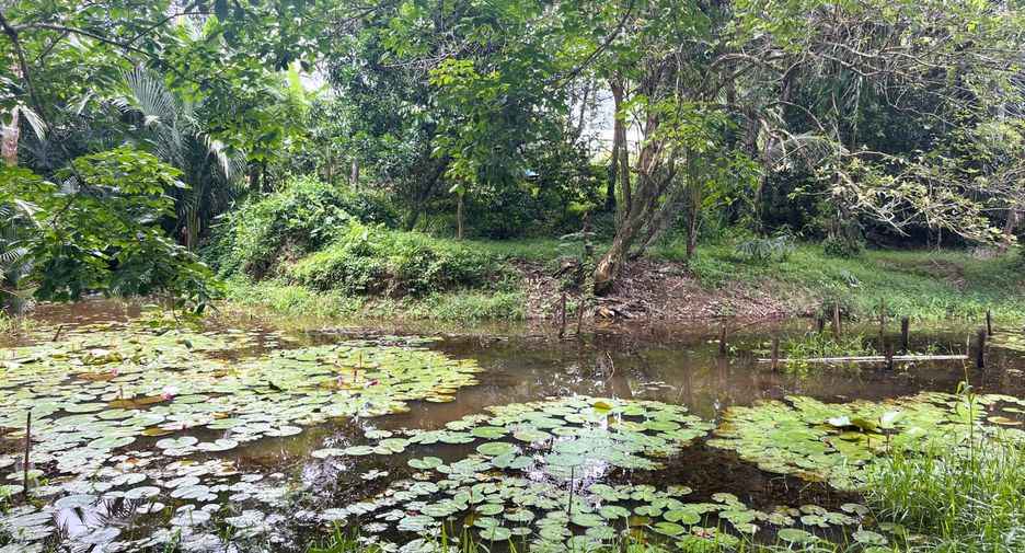 For sale land in Takua Thung, Phang Nga
