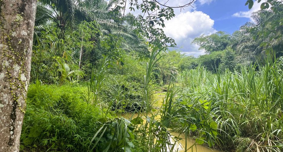 For sale land in Takua Thung, Phang Nga
