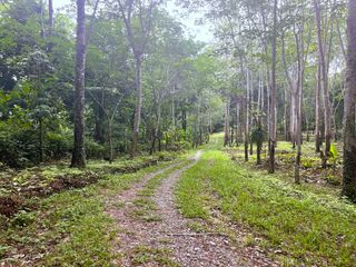 For sale land in Takua Thung, Phang Nga
