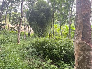 For sale land in Takua Thung, Phang Nga