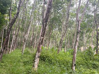For sale land in Takua Thung, Phang Nga