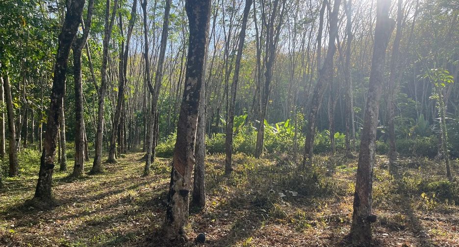 Grundstück zum Kauf in Takua Thung, Phang Nga