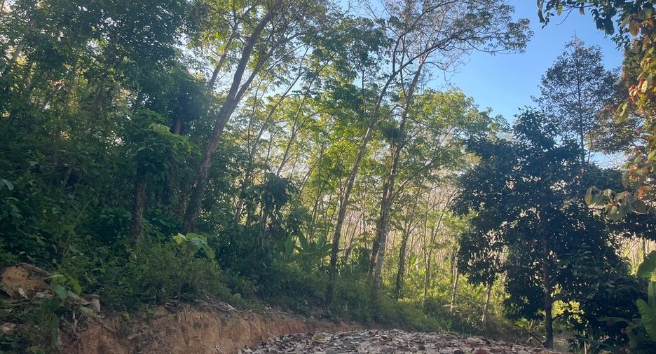 Grundstück zum Kauf in Takua Thung, Phang Nga