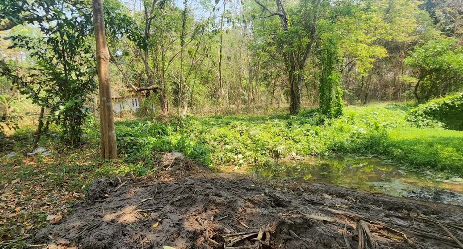 For sale land in Mae Rim, Chiang Mai