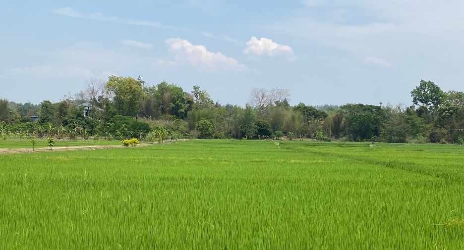 For sale land in Mae Rim, Chiang Mai