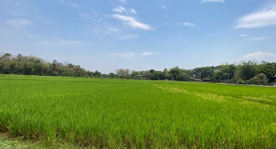 For sale land in Mae Rim, Chiang Mai