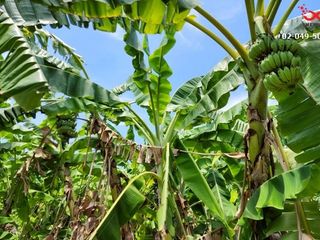 For sale land in Mueang Nonthaburi, Nonthaburi