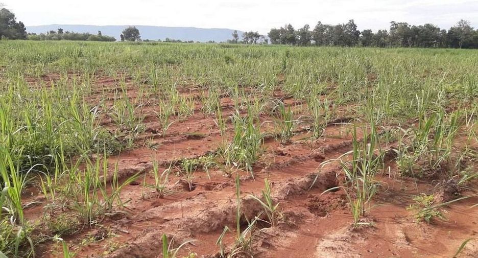 For sale land in Mueang Nongbua Lamphu, Nong Bua Lamphu