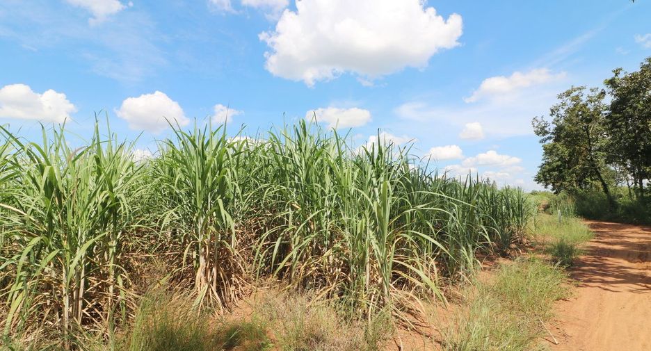 For sale land in Mueang Nongbua Lamphu, Nong Bua Lamphu