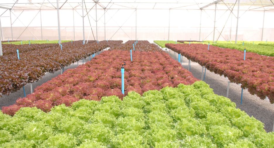 For sale 4 bedrooms retail Space in Wang Saphung, Loei