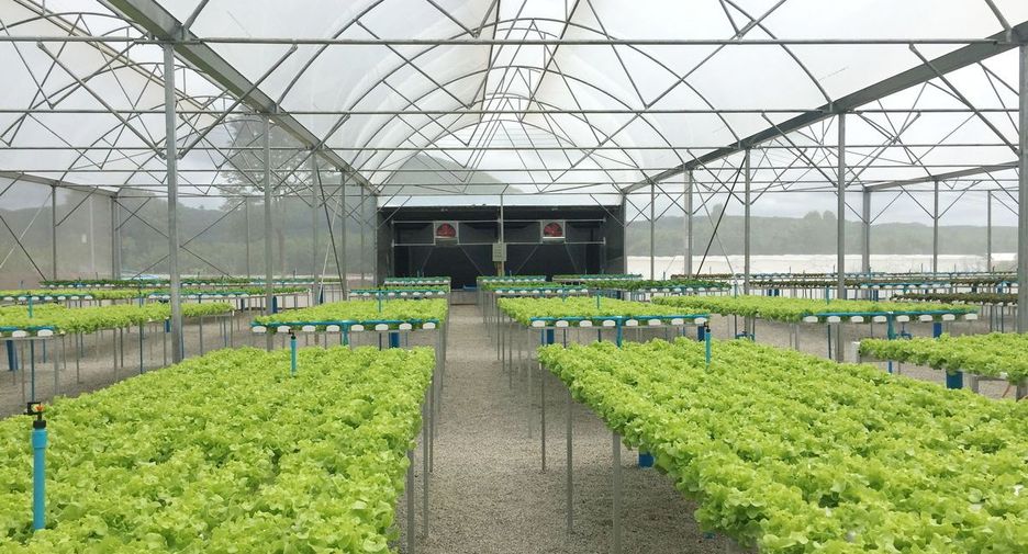 For sale 4 bedrooms retail Space in Wang Saphung, Loei
